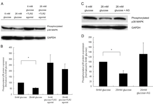 Figure 7. The phosphorylated p38MAPK expression of cultured human keratinocytes after indicated treatment condition