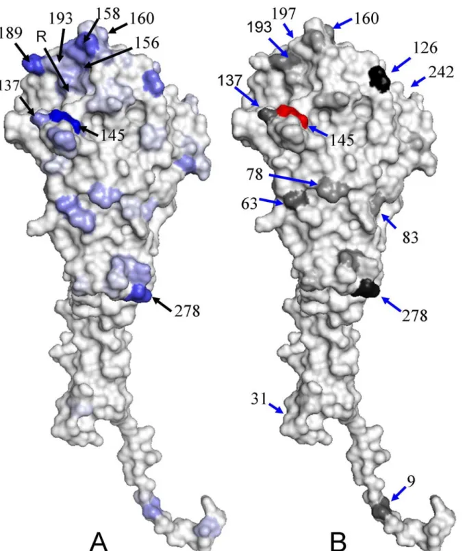 Figure 2.3 The distribution of IG values and co-mutation scores on HA structure. (A) The 