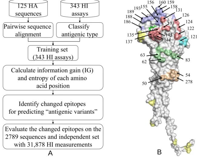 Figure 3.1  presents the overview of our method for the antigenic drift of influenza A (H3N2) 