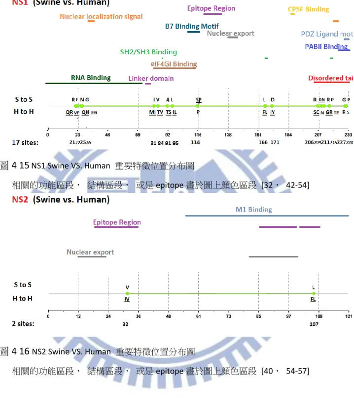 圖 4 15  NS1 Swine VS. Human  重要特徵位置分布圖 