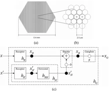 Fig. 5 shows the proposed hCNN-based computer fovea model, where Fig. 5(a) illustrates the top-view of the computer fovea