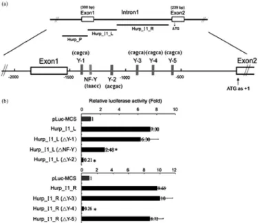 Fig. 8. Detection of cis-element activities in intron 1 of Hurp gene. (a) Di- Di-agram of the Hurp gene with the ORF starting in exon 2