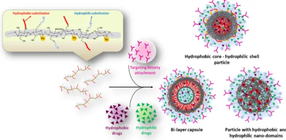 Fig. 1. Schematic drawing illustrating the structure of AMC, with possible sites for hydrophilic and hydrophobic modiﬁcations