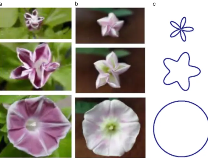 Fig. 1. Bloom processes of (a) morning glory and (b) bindweed [20] . (c) Drawings of the geometric profile based on bloom processes of both flowers in the top view.