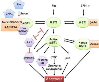 Fig. 1. MST1 kinase signal transduction. MST1 has several interacting partners, including DAP4, acinus, and hSav/Nore1/RASSF1A