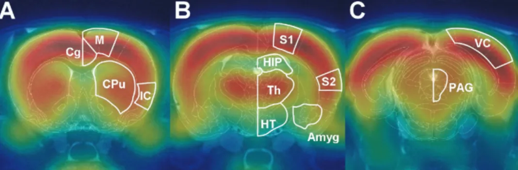 Fig. 1. Fusion of the rat brain atlas, 18