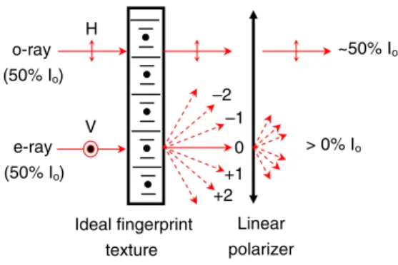 Fig. 1. (Color online) Director nðÞ of the ﬁngerprint texture varying in space. The helical axis h is parallel to the substrates.