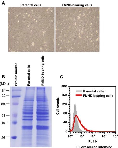 Fig. 6. Comparison of cell viability and total protein expression proﬁles between the parental and FMND-bearing cancer cells