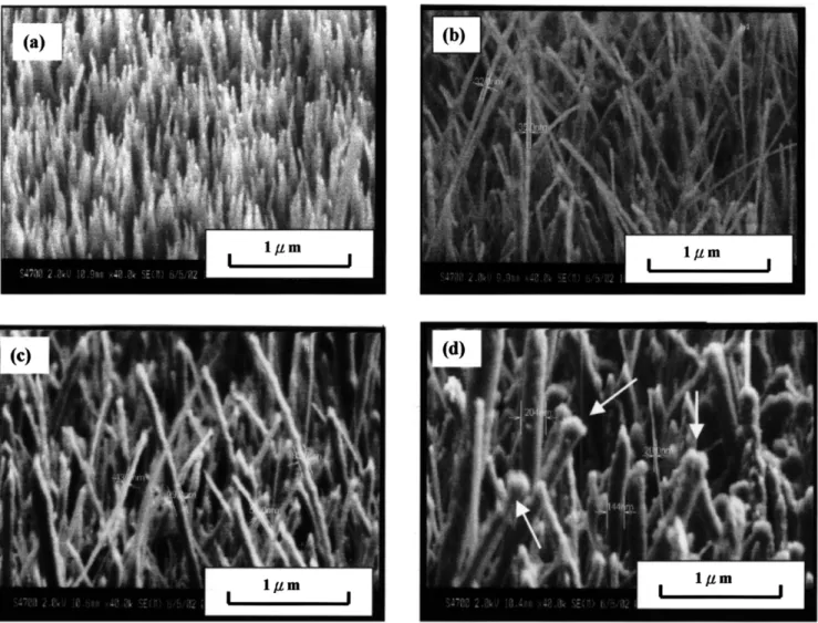 Fig. 3. SEM morphology image of vertically aligned CNT growth on an Fe-deposited substrate