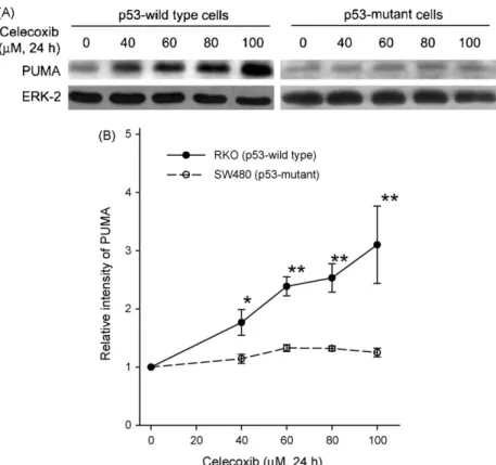 Fig. 7. The effect of celecoxib on PUMA protein expression in the p53-functional and p53-mutational colorectal cancer cells