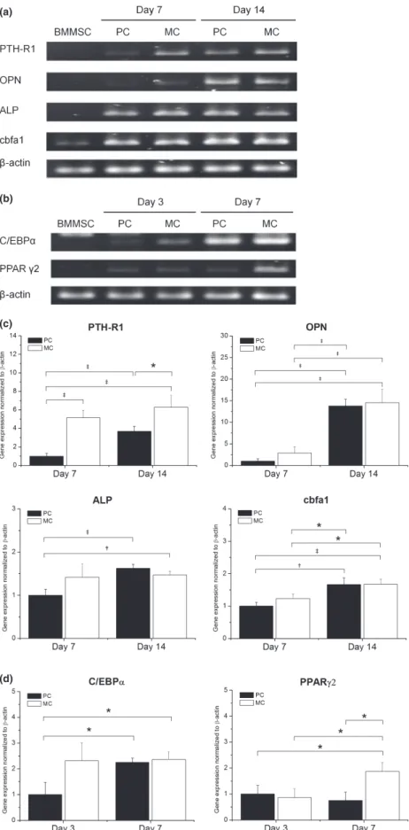 Figure 6. Effect of MC on osteogenic and adi- adi-pogenic gene expression in BMMSCs.  Electro-phoresis of reverse transcriptase-polymerase chain reaction (RT-PCR) products of (a)  osteo-differentiated and (b) adipo-differentiated BMMSCs
