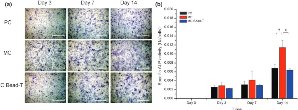 Table 4. The effects of different cell culturing methods on BMMSC cell population and CXCR4 expression level