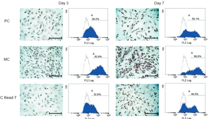 Figure 5. Adipogenic differentiation potential of BMMSCs recovered from PC, MC and MC bead-T