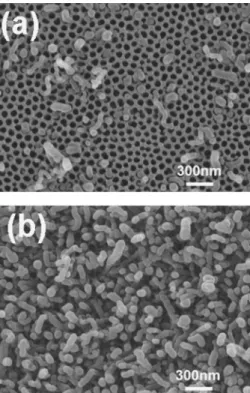 FIG. 4. Plan-view SEM image for the CNTs morphology grown on the blank Si wafer at 500 ° C for 15 min.