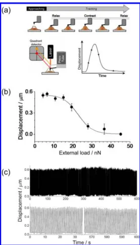 Figure 1. Operation principle for the determination of cardiomyocyte contraction with atomic force microscopy