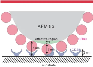 Figure 6. Effective interactions between CD80 and CD28 molecules. Only CD80 molecules located in the effective region (green area) can bond with CD28 molecules of the substrate.
