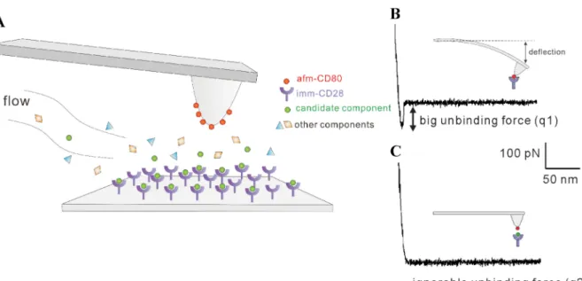Figure 7. Schematic of new AFM drug screening technique: (A) Schematic of AFM method for drug screening immunosuppressant candidate Echinacea purpurea derived cynarin