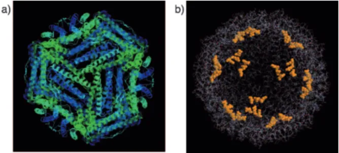 Figure 1. a) Illustration of apoferritin from a threefold channel (ribbon model) and b) a cross-sectional view (slab 65 %)