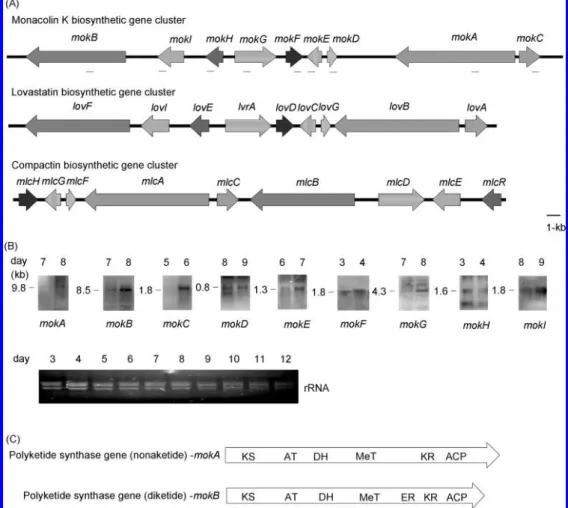 Figure 1. Identification of the monacolin K biosynthetic gene cluster of M. pilosus BCRC38072
