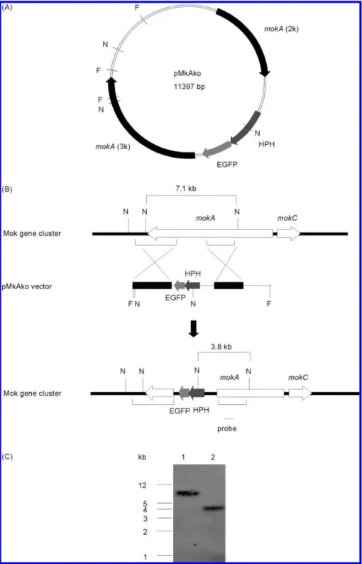 Figure 4. (A) Plasmid map of pMkAko for targeted gene disruption of mokA. (B) Disruption of the mokA gene in M