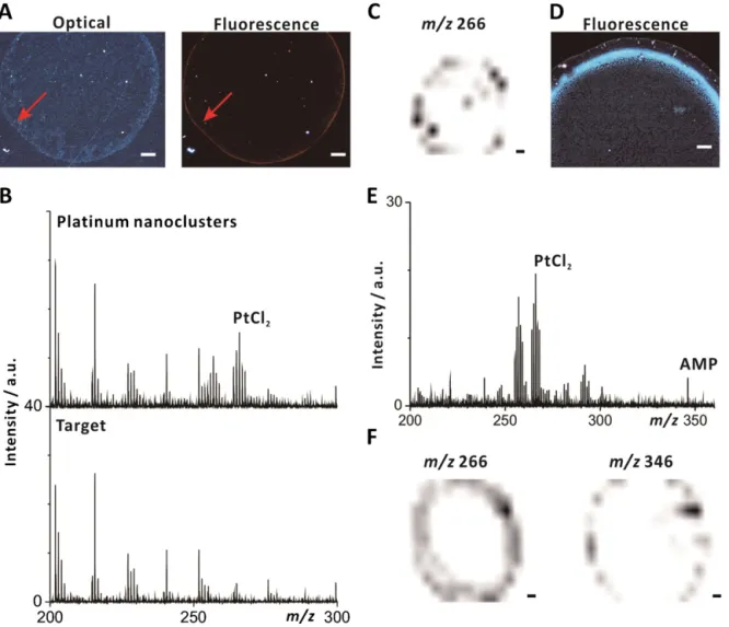 Fig. 2. Coffee-ring effect in SALDI-MS. (A) Optical and ﬂuorescence (ex = 330–380 nm; em > 420 nm) images of dry spots composed of sub-nanometer ﬂuorescent platinum