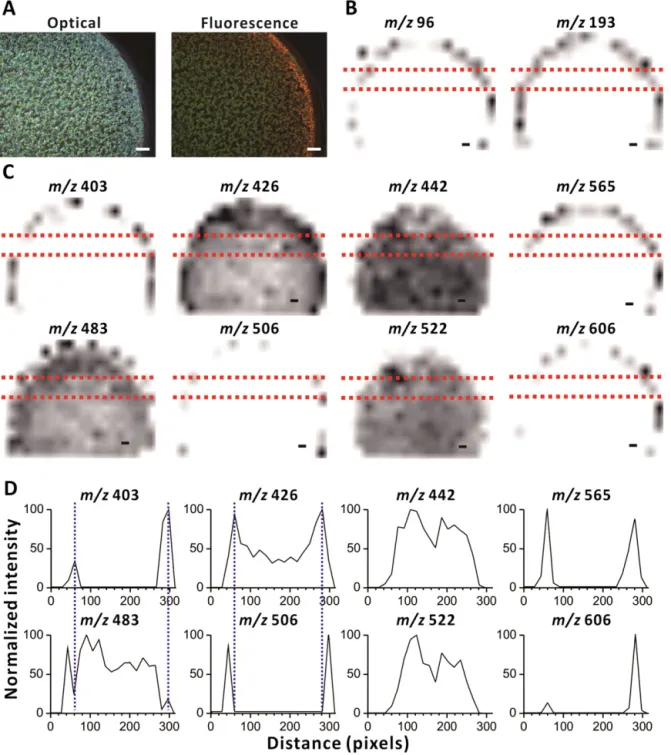 Fig. 3. Coffee-ring effect in MALDI-MS. (A) Optical and ﬂuorescence (ex = 330–380 nm; em > 420 nm) images of a sample deposit containing various metabolite standards