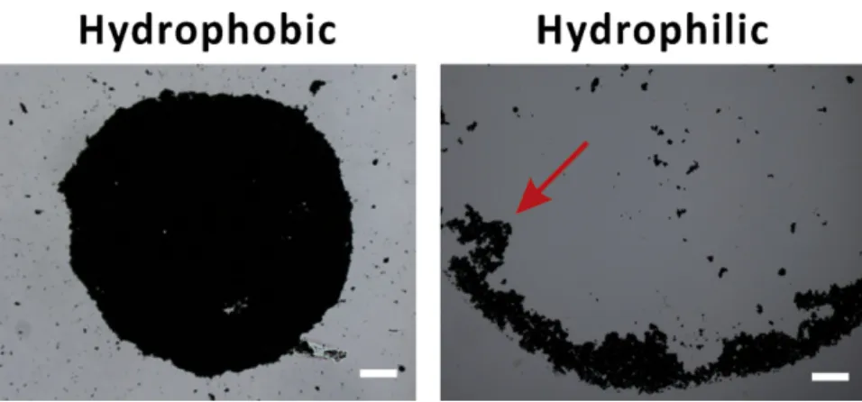 Fig. 4. The inﬂuence of surface wettability on the emergence of coffee rings. A spot of graphite powder suspension (2.5 mg mL −1 , 0.4 ␮L) deposited onto hydrophobic (left)