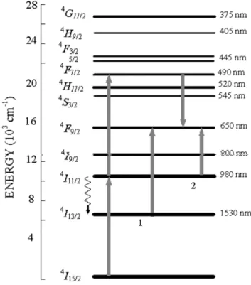 Fig. 10. Schematic up-conversion mechanism of the Er 3q ESA under 980 nm pumping.