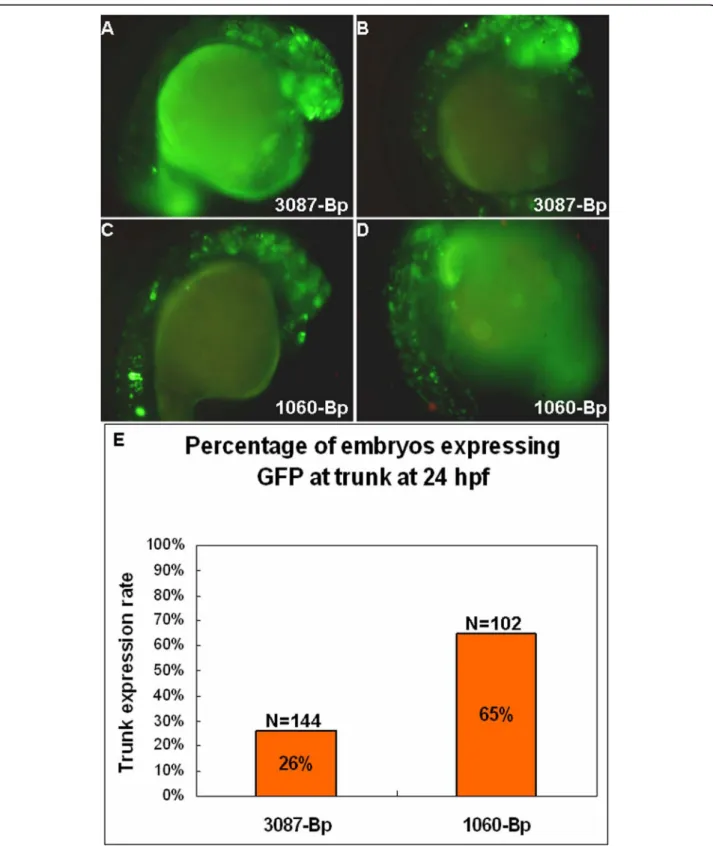 Figure 6 Module A suppresses ectopic expression of module D. Images of 24 hpf embryos showing the forebrain and eye expression pattern from 3086-Bp (A, B) and ectopic expression from 1060-Bp to the notochord (C) or the whole trunk (D)