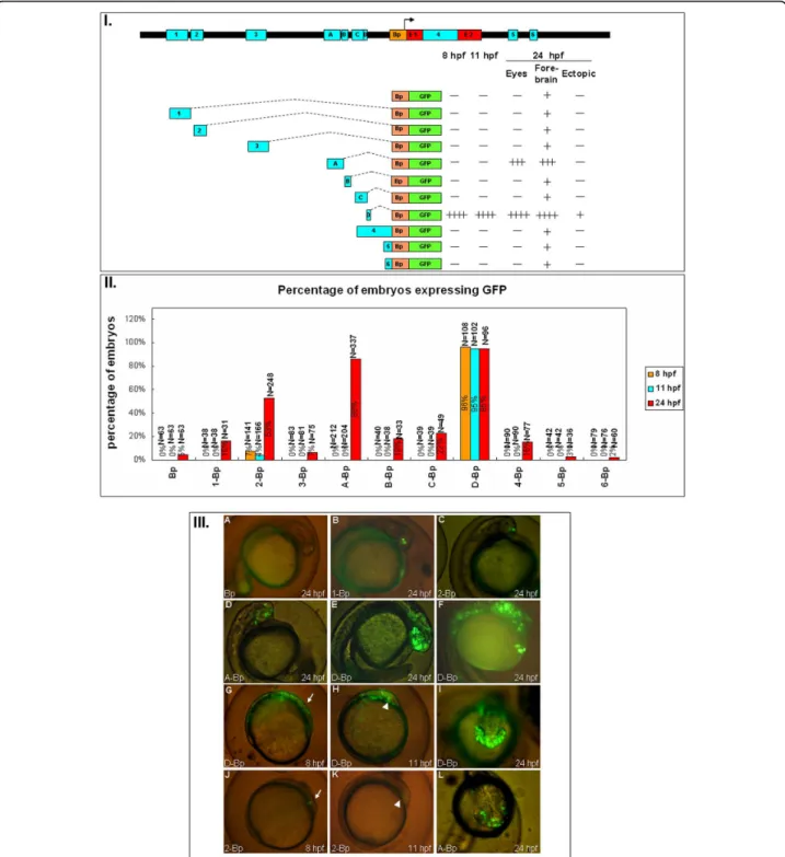 Figure 3 The expression pattern of the ten conserved non-coding modules of zebrafish six3a
