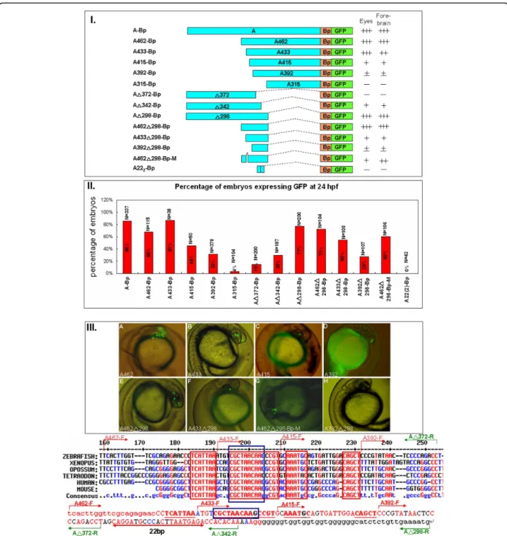 Figure 4 Constructs and representative images for module A. I. Different constructs used to study the function of six3a module A