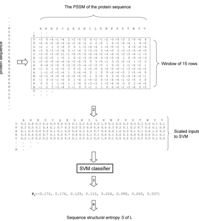 Fig. 1. The method to compute SSE from the protein sequence. The protein sequence is shown on the left and the target residue (in this example, a leucine residue) is in the shaded area
