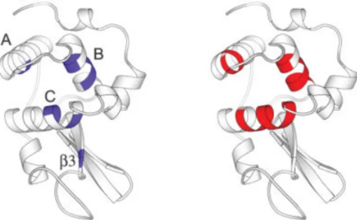 Fig. 5. Comparison of the slow exchange and the low SSE regions of CI2 in ribbon diagrams.