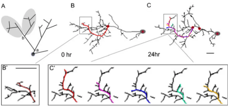 Fig. 2 Application of computer assisted 4D structural plasticity anal- anal-ysis to evaluate changes in dendritic arbor structure in neurons in daily time-lapse images