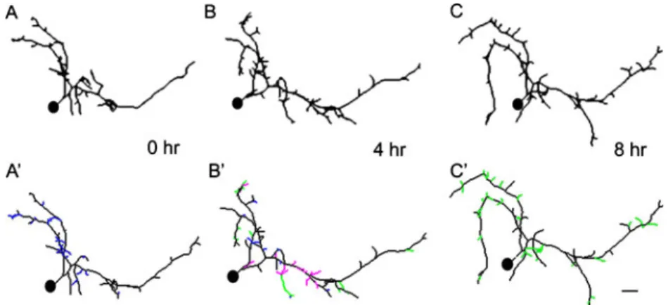 Fig. 4 Application of computer assisted 4D structural plasticity anal- anal-ysis to identify branch dynamics over relatively short time periods