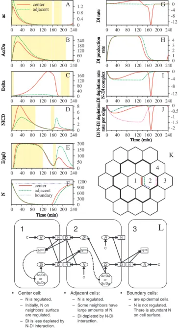 Fig. 4. Time-evolution in concentrations (A–F, in nM) or rates (G–J, in nM/min) calculated from the parameter set that can suppress the neural fate of the adjacent cells