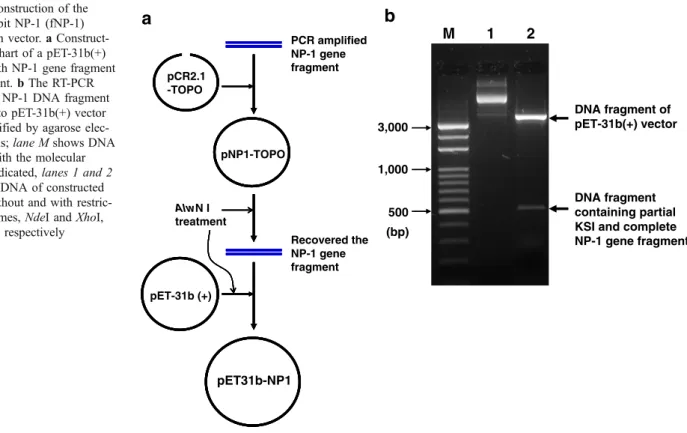 Fig. 2 Map and sequences of the fusion rabbit NP-1 (fNP-1) within pET31b-NP1 vector. In the expression vector of pET31b-NP1, NP-1 coding sequence was placed downstream of ketosteroid isomerase (KSI) gene and upstream of (His) 6 -Tag sequence, KSI-NP1-His 6