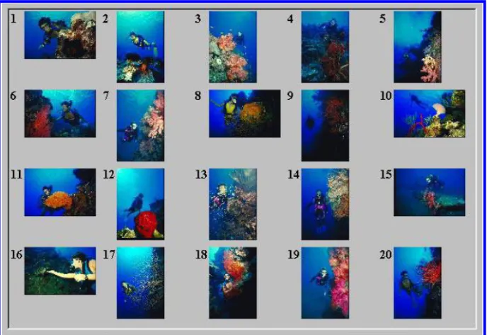 Fig. 11. The retrieval result of the underwater world image of D1 after using the relevance feedback algorithm.