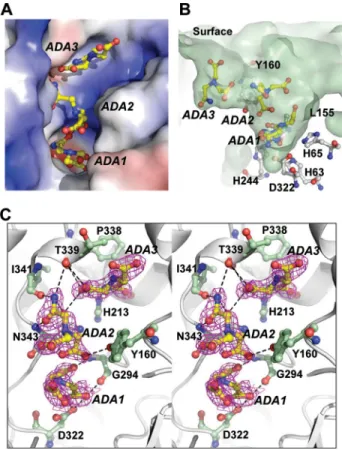 FIGURE 7. The ADAs in complex with apo-TnDhp. A, there are three ADAs (yellow), labeled ADA1, ADA2, and ADA3, bound in the tunnel of the active site