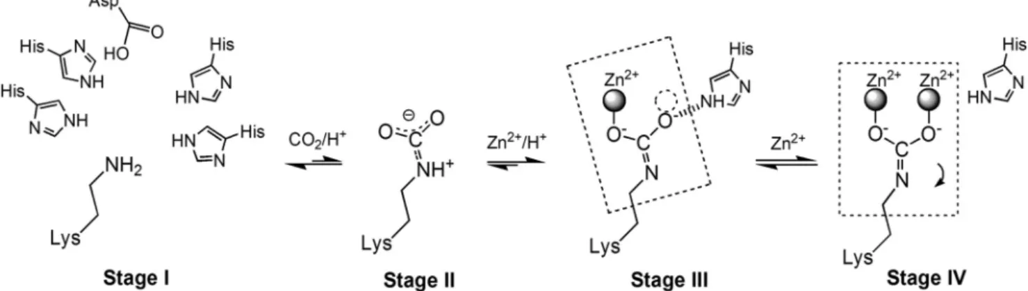 FIGURE 4. Structural comparisons. A, representative structures from various proteins with the carbamylated lysine coordinated with one metal by half- half-occupied geometry