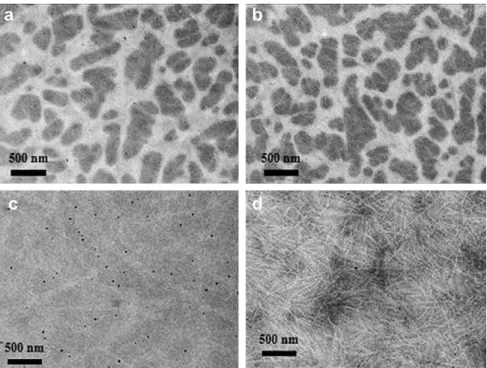 Fig. 8. TEM image of PDTSTPD:PC 71 BM blends at weight ratios of (a) 1:1, (b) 1:3, (c) 1:1 (processed with 4 vol% DIO) and (d) 1:3 (processed with 4 vol% DIO).