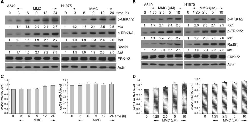 Fig. 1. MMC increases phospho-MKK1/2, phospho-ERK1/2, and Rad51 protein levels in A549 and H1975 cells