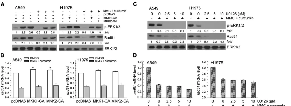 Fig. 4. Overexpression of MKK1/2-CA restores curcumin-suppressed ERK1/2 activation and Rad51 expression induced by MMC