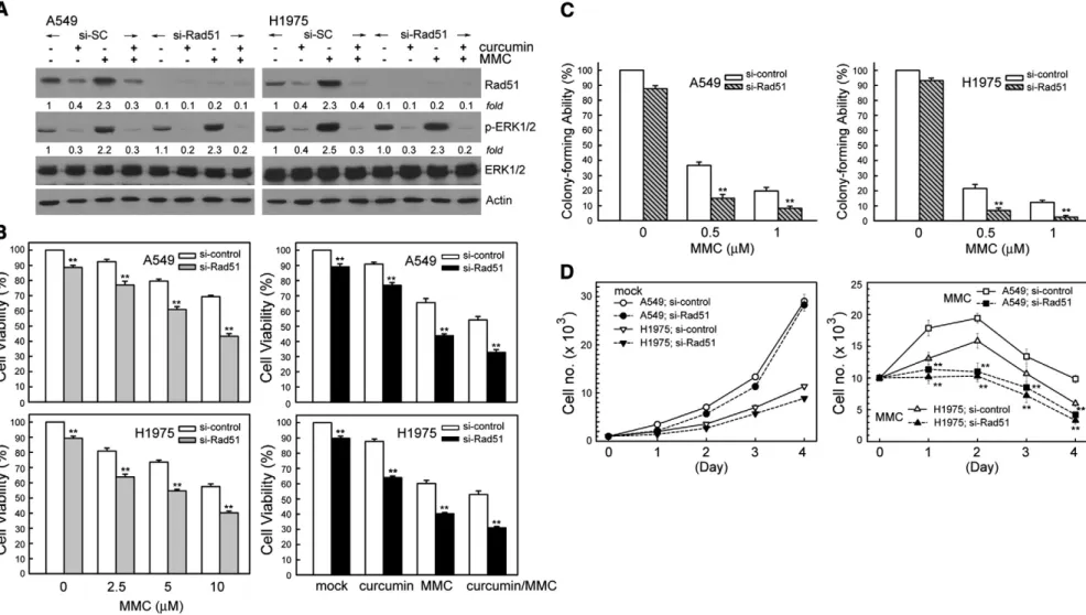 Fig. 6. Knockdown of Rad51 expression by siRNA transfection enhances cytotoxic effects induced by MMC or/and curcumin