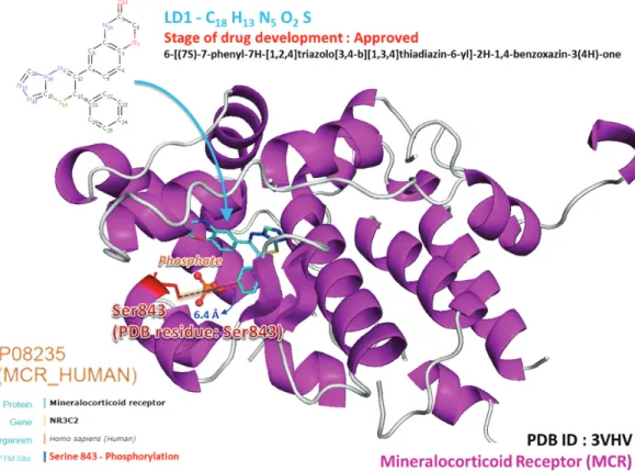 Figure 4. A case study of phosphorylation site (Ser843) associated with drug binding on mineralocorticoid receptor (MCR).