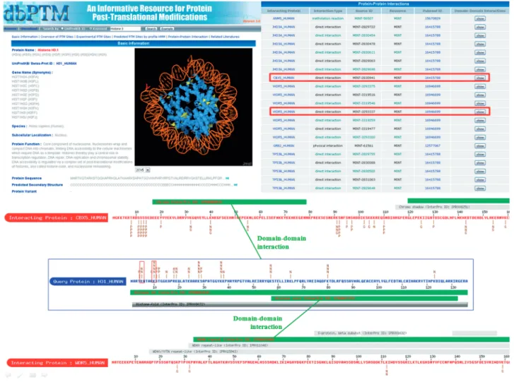 Figure 3. A case study of domain–domain interactions and PTM-associated protein interactions on Histone H3 (UniProtKB ID: H31_HUMAN).