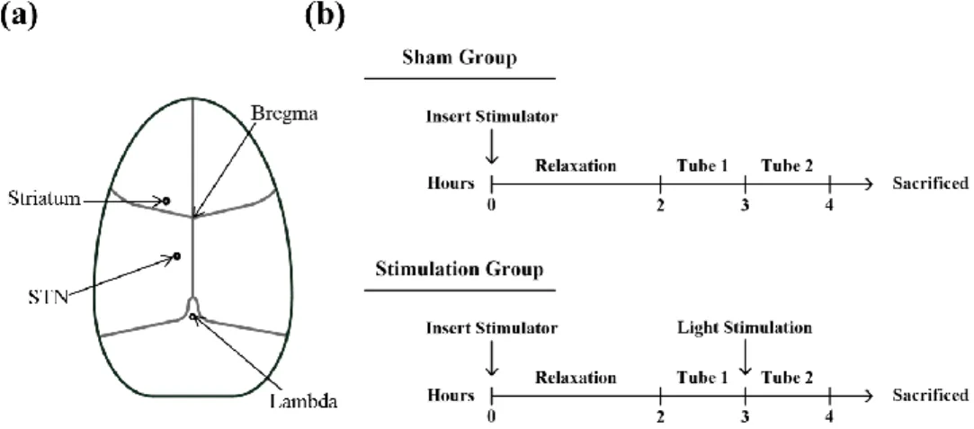 Fig. 4. (a) Schematic top view of the rat brain. A rat is fixed on a stereotactic apparatus, which  is used to accurately locate the stimulus fiber in the targeted STN and the microdialysis probe  in the striatum