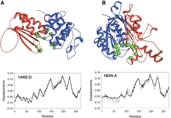 Fig. 5. The normal mode displacements of (A) dihydrodipicolinate reductase (1ARZ:A) and (B) ketoacyl–acyl carrier protein synthase (1B3N:A) are shown