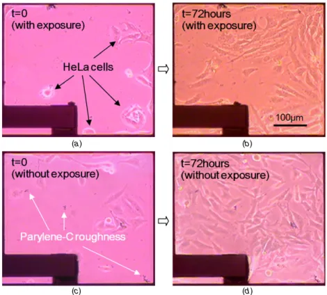 Figure 6. Optical micrographs of HeLa cell growth. Exposed group at (a) t = 0 and (b) t = 72 h