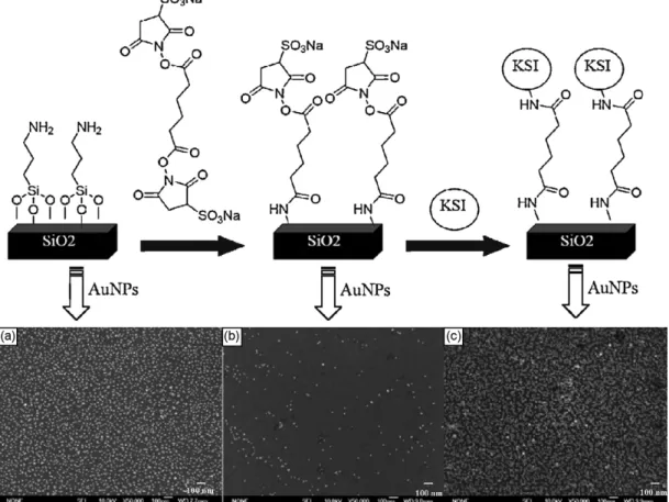 Fig. 3. Various stages of modiﬁcation of a SiO 2 substrate and corresponding SEM images after treatment with AuNPs